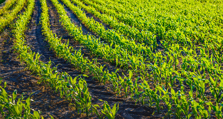 Part of a large field with young corn plants in curved rows © Ruud Morijn