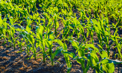 Part of a large field with young corn plants in curved rows