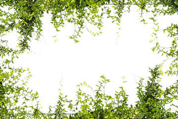 Ivy green with leaf on isolate white background