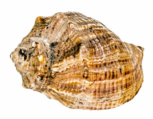 Sea shell on white background