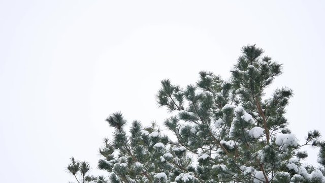 tree tops pine nature forest christmas tree snow winter forest beautiful landscape