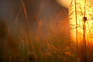 Obraz premium grass in sunlight