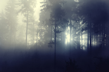 sunlight through misty forest trees