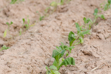 .Converting agricultural acres are planted tobacco OT. watering