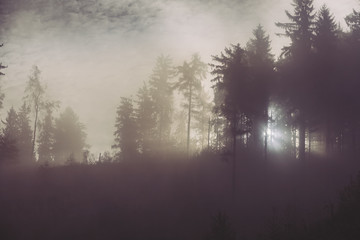 sunlight through misty forest trees