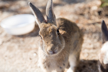 Cute rabbits in rabbit island