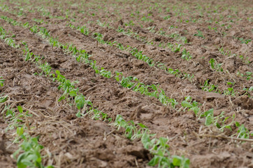 .Converting agricultural acres are planted tobacco OT. watering