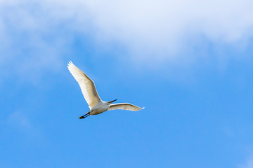 A heron flies over the blue sky.