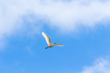 Fototapeta na wymiar A heron flies over the blue sky.