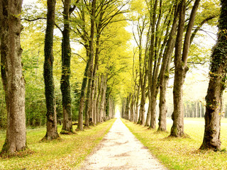 alley in the park (12)