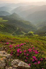 rhododendron flowers in the foreground, the Carpathian Mountains in the fog. evening light