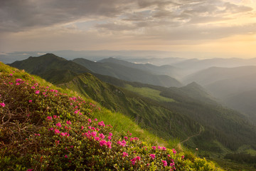 Fototapeta premium hododendron flowers in the foreground, dramatic clouds after thunderstorm