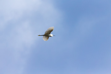 A heron flies over the blue sky.