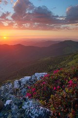 rhododendron in the Carpathian mountains and dramatic sky