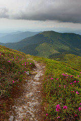 hododendron flowers in the foreground, dramatic clouds after thunderstorm