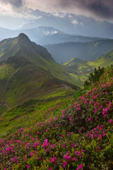 Fototapeta na wymiar rhododendron flowers in the foreground, dramatic fog after thunderstorm. light through clouds