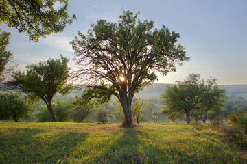 tree in the light of the sun