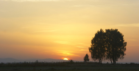 sunset and birch