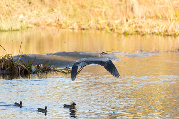 A heron is flying.
