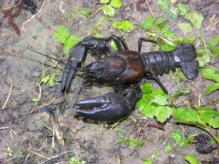 Gefangene Signalkrebse aus dem Lörzenbach, Kreis Bergstrasse