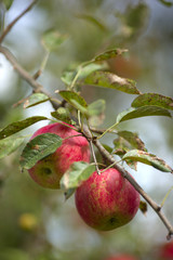 apples on a branch
