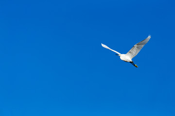 A heron flies over the blue sky.