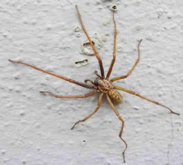 Große Winkelspinne (Eratigena atrica oder Tegenaria atrica), auch Hausspinne an der Innenwand