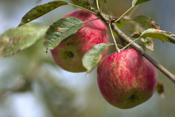 apples on a branch