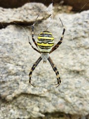 Wespenspinne (Argiope bruennichi, auch Zebraspinne, Tigerspinne oder Seidenbandspinne) in ihrem Netz