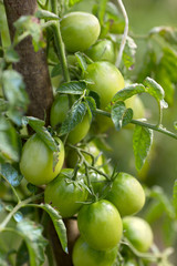 green tomatoes