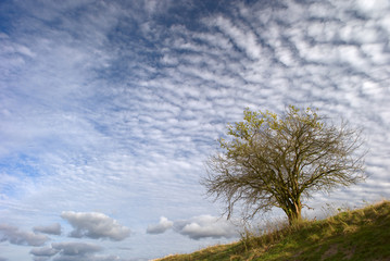 lone tree and clouds