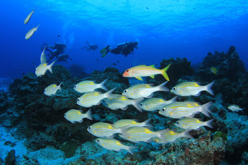 Scuba divers exploring coral reef