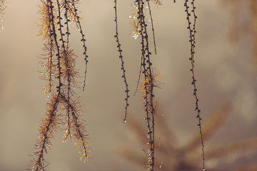 Tree branch with raindrops