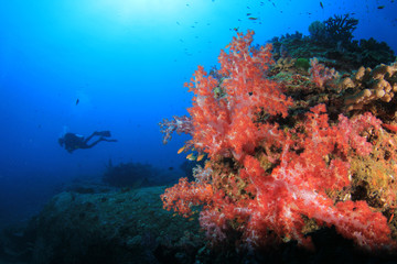 Naklejka na ściany i meble Scuba divers exploring coral reef