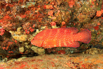 Coral reef underwater with fish in ocean