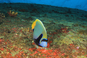 Naklejka na ściany i meble Tropical reef fish: Emperor Angelfish