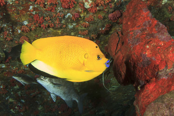 Tropical fish: Three-spot Angelfish