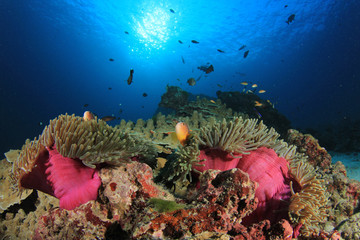 Clownfish anemonefish nemo fish in coral reef