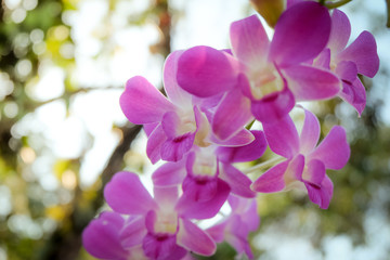 Orchid
