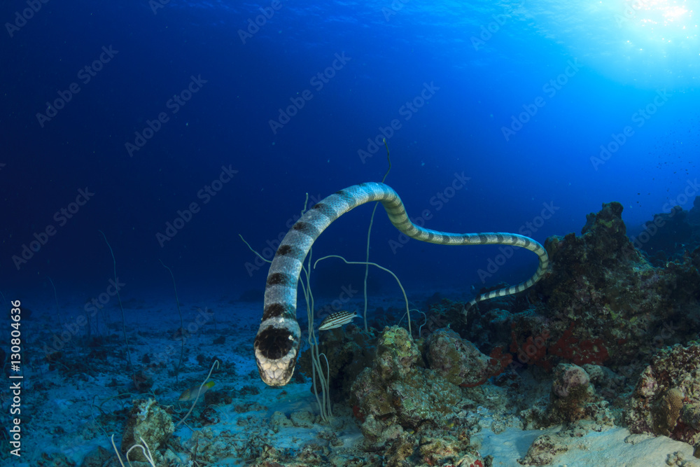 Canvas Prints Banded Sea Snake