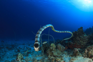 Naklejka premium Banded Sea Snake