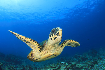 Plakat Hawksbill Sea Turtle