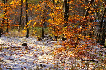 Wintry woodland in November