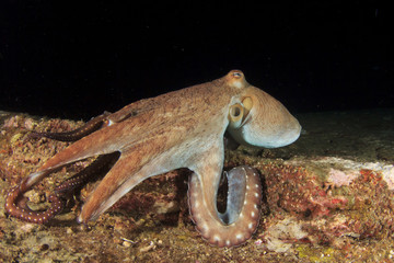 Octopus