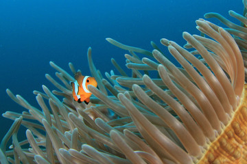 Clownfish anemonefish nemo fish in coral reef