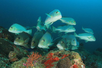 Fish school on coral reef