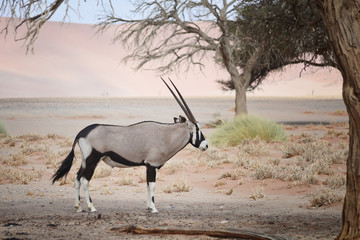 oryx in Namibia
