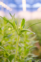 Young plant with leafes growing in greenhouse