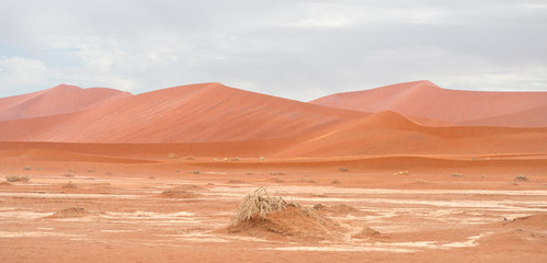 desert landscape