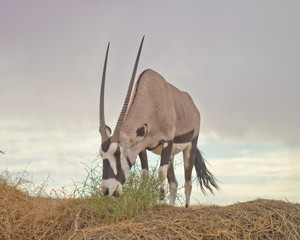 oryx